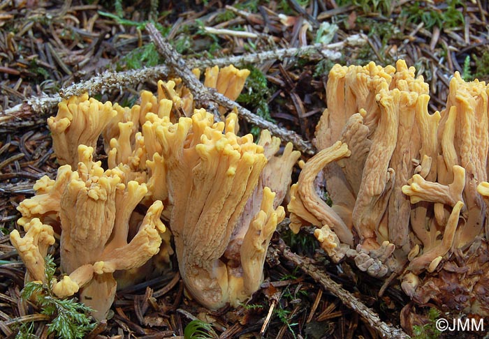 Ramaria testaceoflava