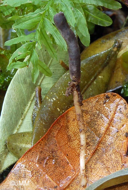 Ramariopsis asperulospora = Clavaria asperulospora