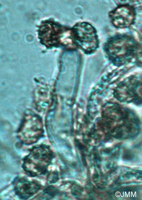 Ramariopsis asperulospora = Clavaria asperulospora