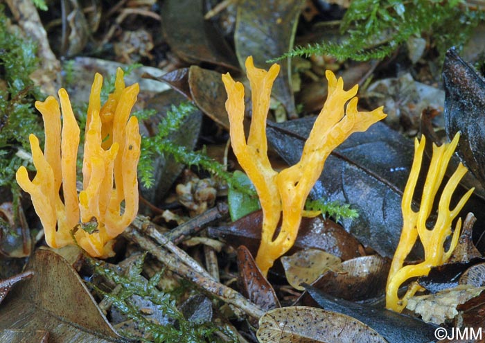 Ramariopsis crocea