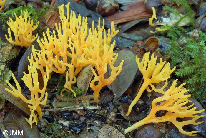 Ramariopsis crocea