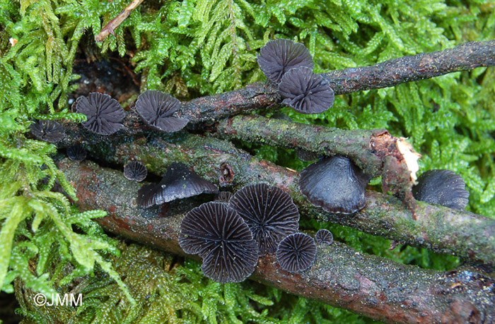 Hohenbuehelia albonigra = Resupinatus alboniger = Resupinatus europaeus