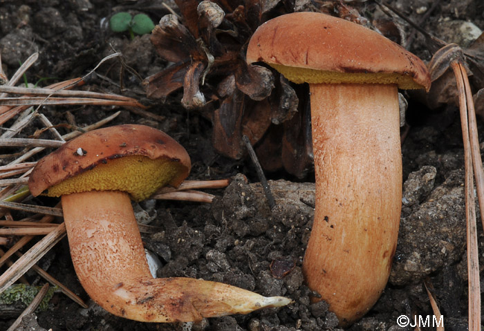 Rheubarbariboletus armeniacus