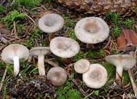 Rhizocybe pruinosa