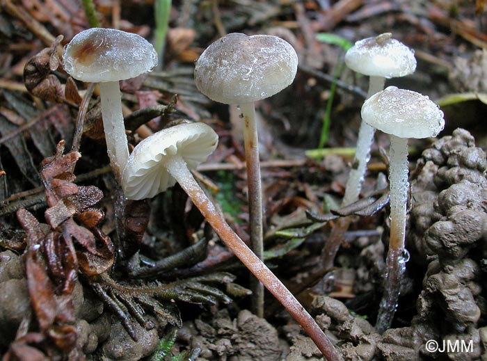 Rhizomarasmius undatus