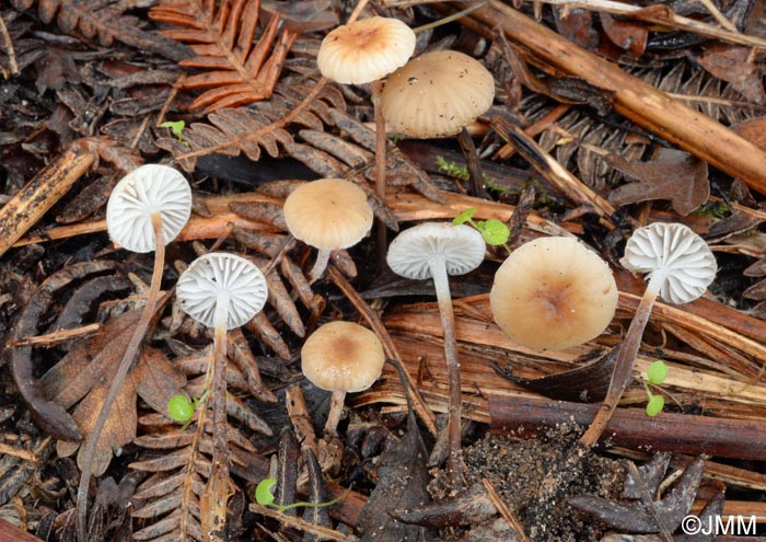 Rhizomarasmius undatus