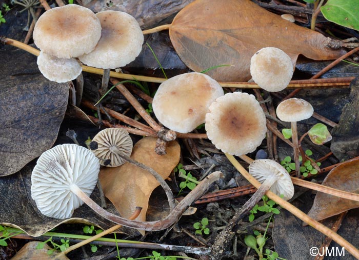 Rhizomarasmius undatus