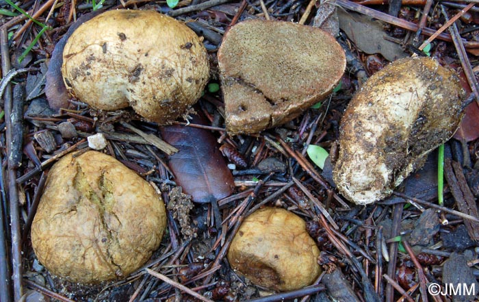 Rhizopogon evadens