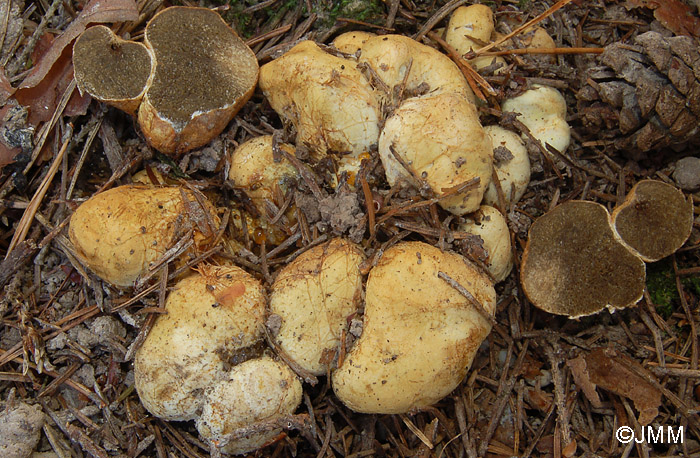 Rhizopogon luteolus