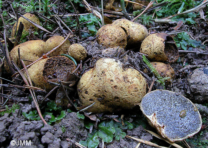 Rhizopogon luteolus