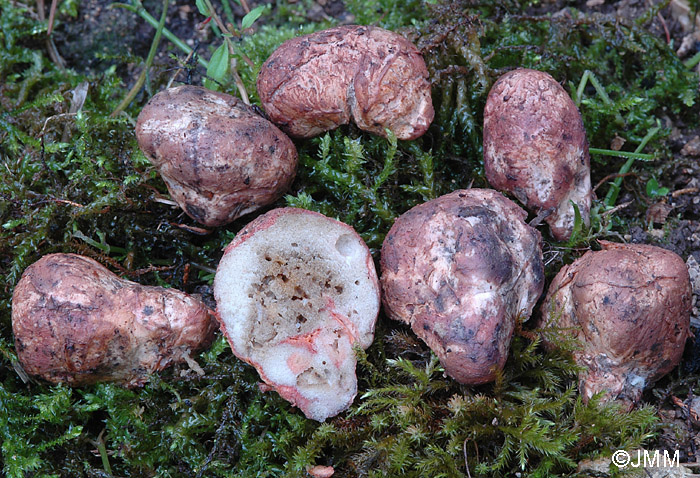 Rhizopogon marchii