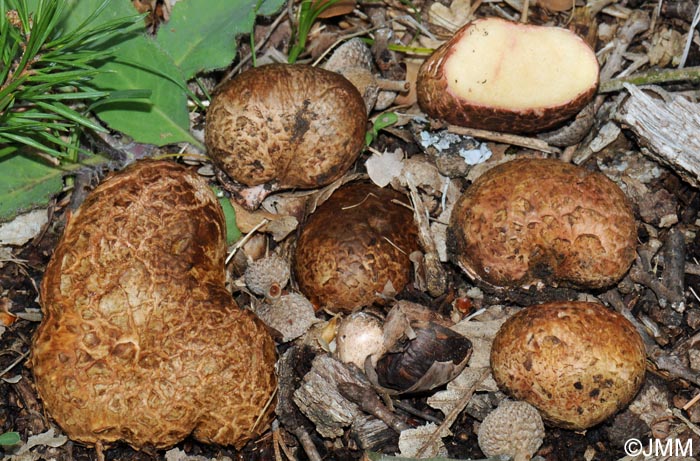 Rhizopogon roseolus