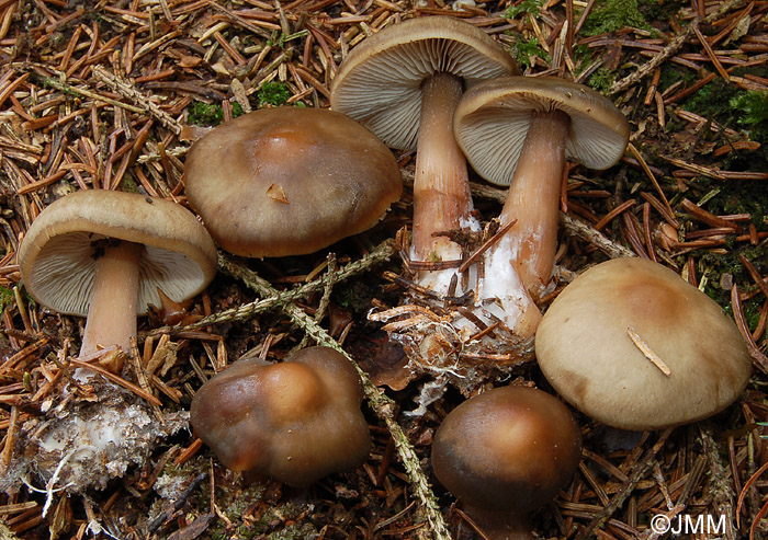 Rhodocollybia butyracea