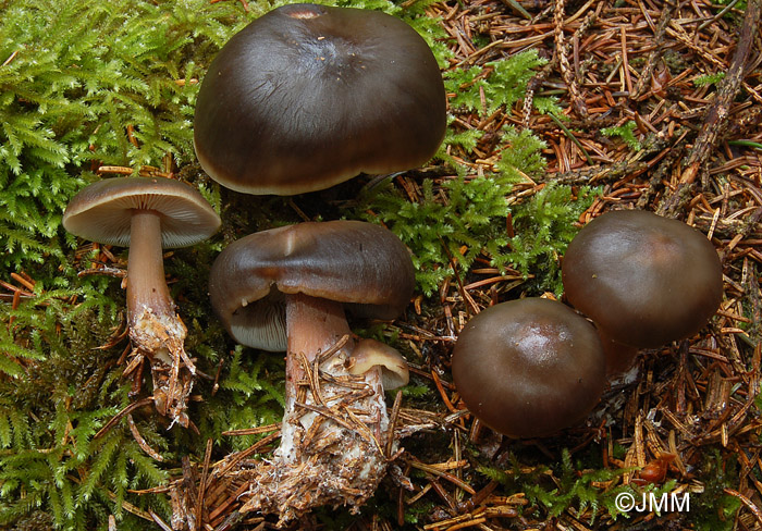 Rhodocollybia butyracea