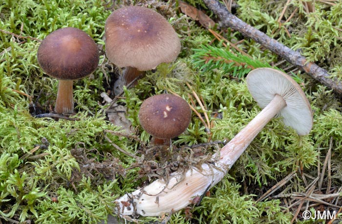 Rhodocollybia filamentosa = Collybia filamentosa