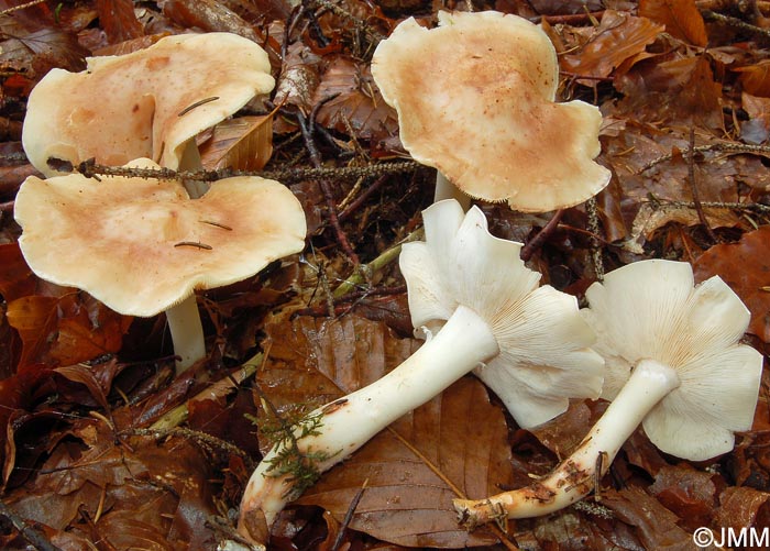 Rhodocollybia fodiens = Collybia fodiens