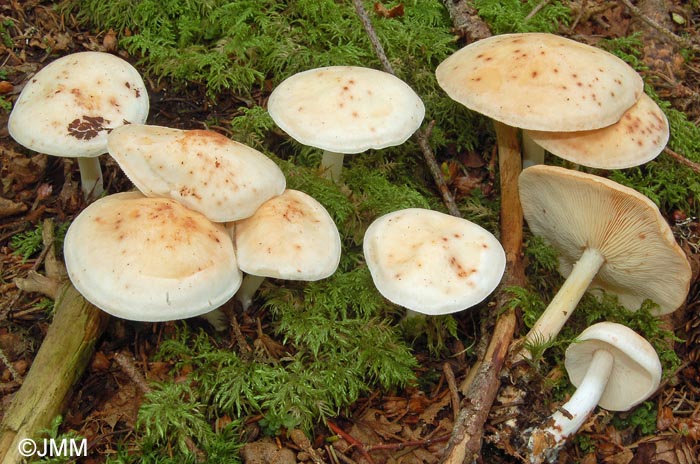 Rhodocollybia maculata = Collybia maculata