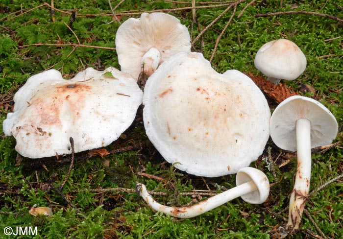 Rhodocollybia maculata = Collybia maculata