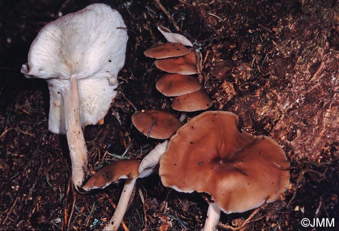 Rhodocollybia prolixa f. amara = Collybia distorta var. amara