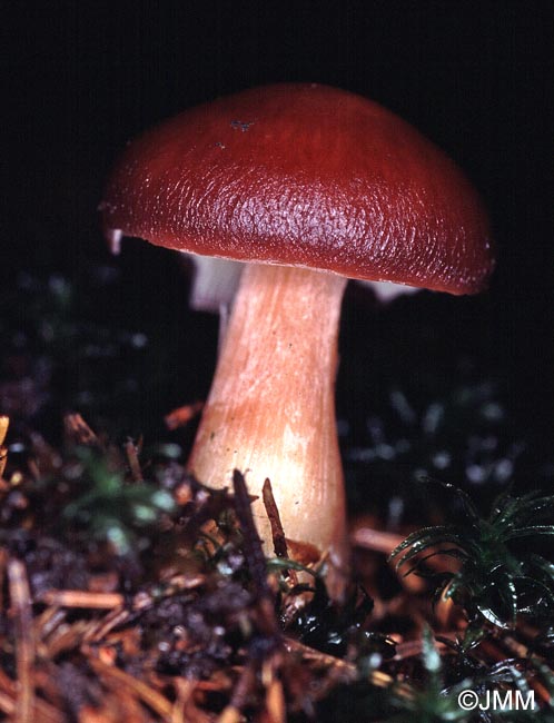 Rhodocollybia rufovinosa = Collybia butyracea var. rufovinosa