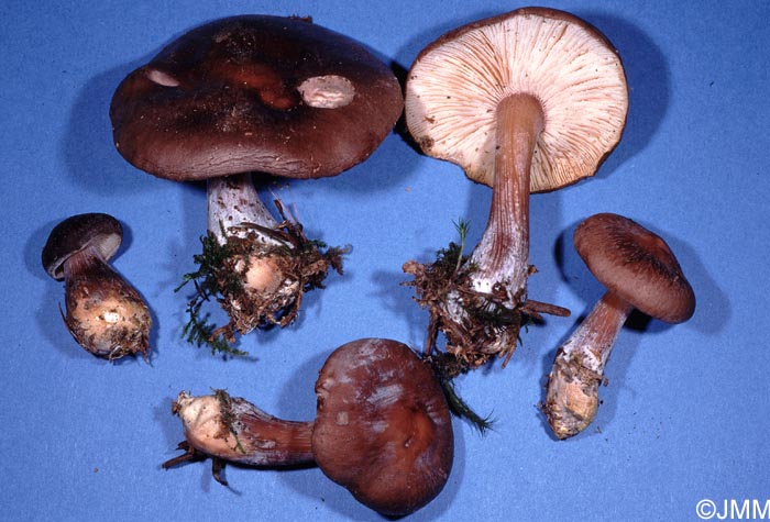 Rhodocollybia rufovinosa = Collybia butyracea var. rufovinosa