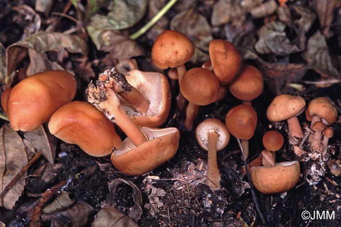 Rhodocollybia sp.