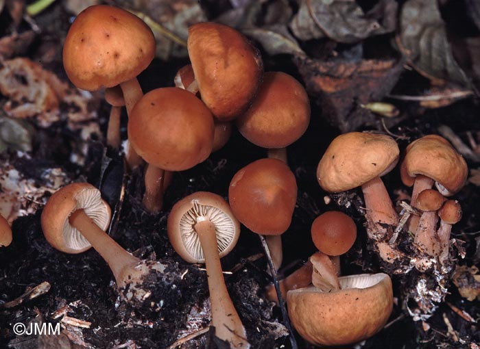 Rhodocollybia sp.