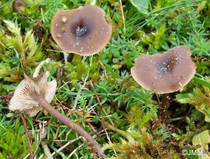 Rhodocybe caelata