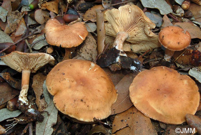 Rhodocybe fumanellii