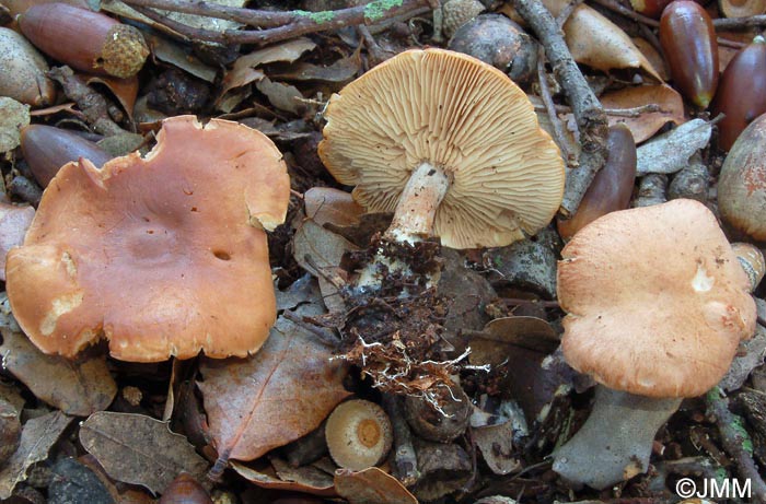 Rhodocybe fumanellii