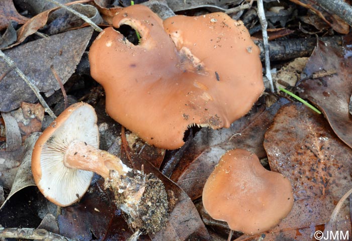 Rhodocybe fumanellii