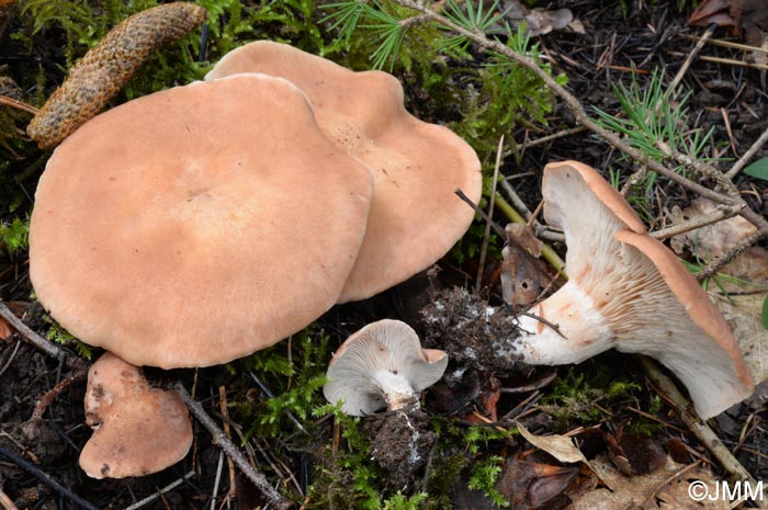 Rhodocybe gemina = Rhodocybe truncata = Clitopilus geminus