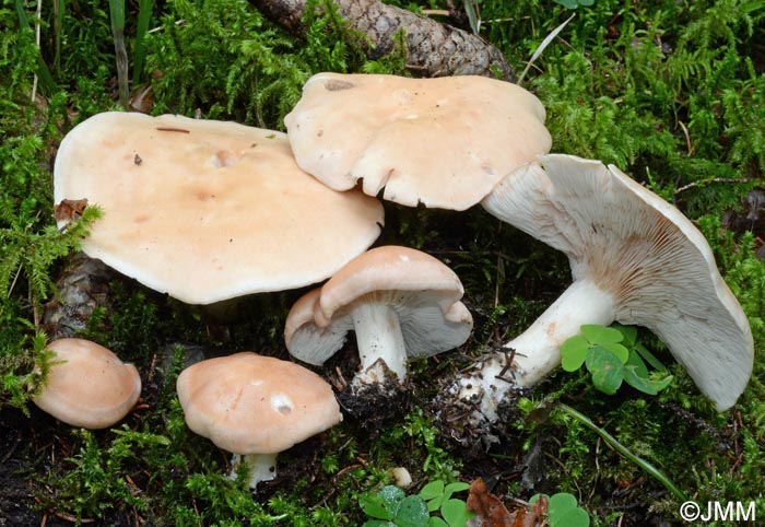 Rhodocybe gemina = Rhodocybe truncata