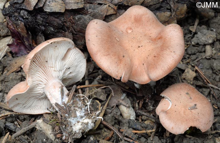 Rhodocybe gemina var. mauretanica