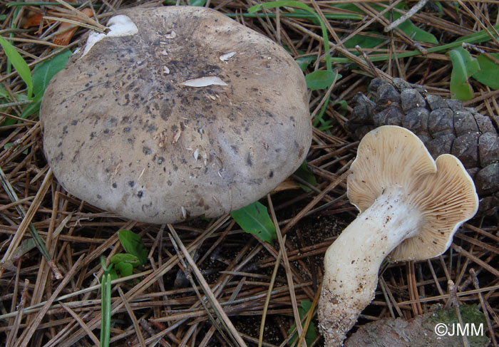 Rhodocybe malenonii