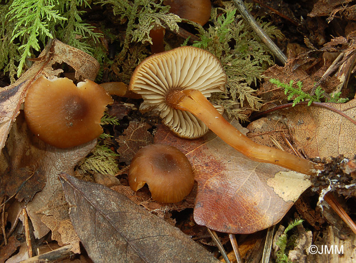 Rhodocybe melleopallens