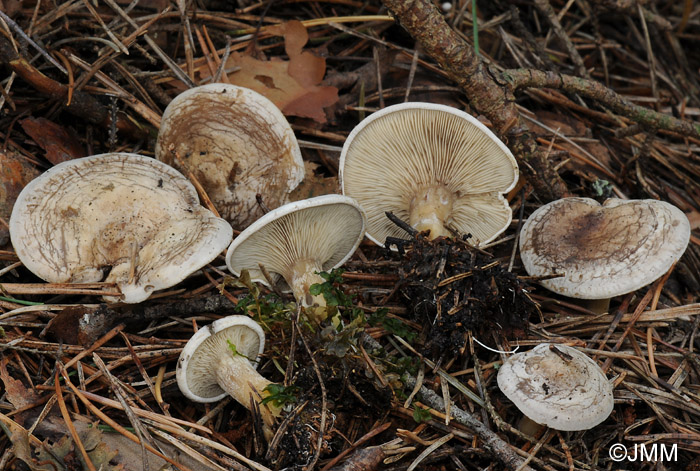 Rhodocybe mundula