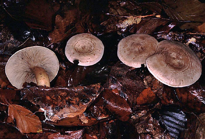 Rhodocybe mundula