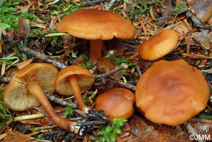 Rhodocybe nitellina