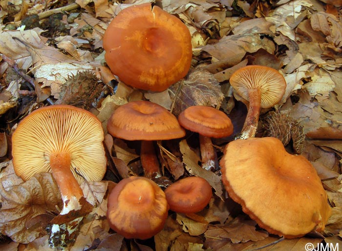 Rhodocybe nitellina