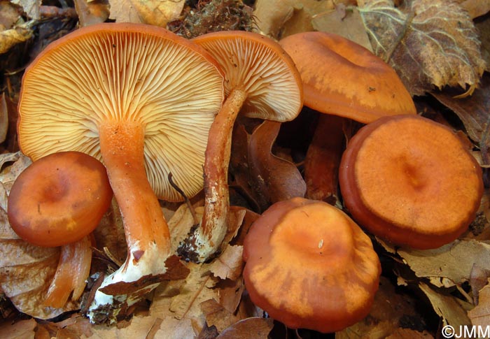 Rhodocybe nitellina