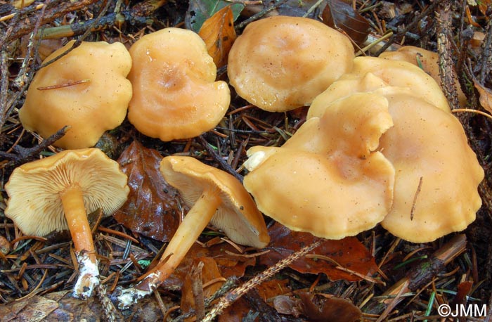 Rhodocybe nitellina