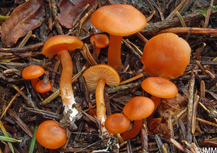 Rhodocybe nitellina