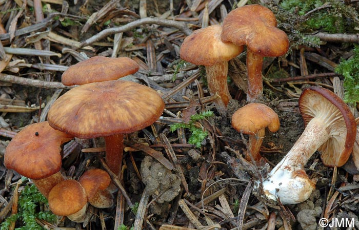 Rhodocybe nitellina