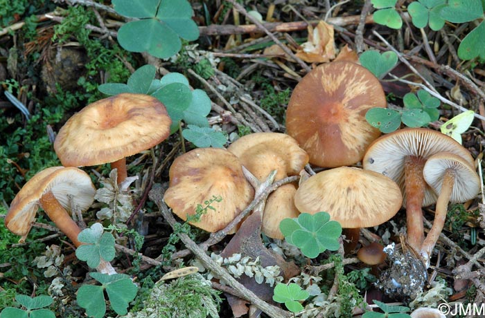 Rhodocybe nitellina