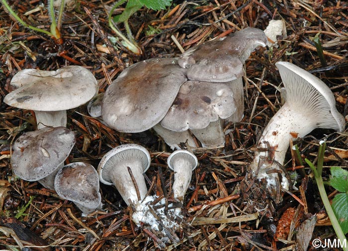 Rhodocybe popinalis