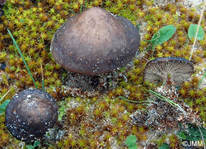 Rhodocybe popinalis