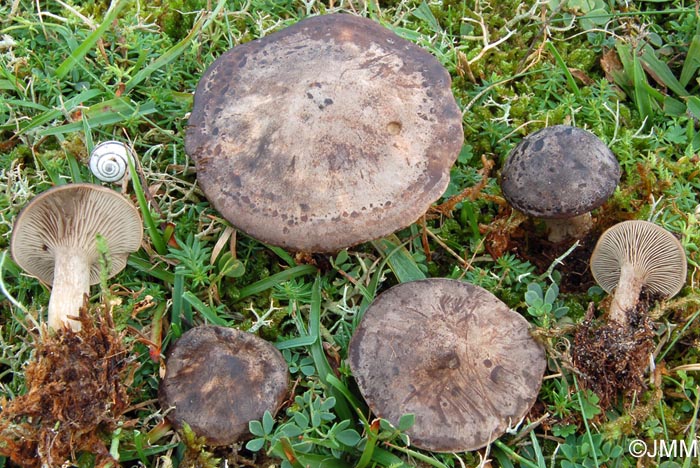 Rhodocybe popinalis