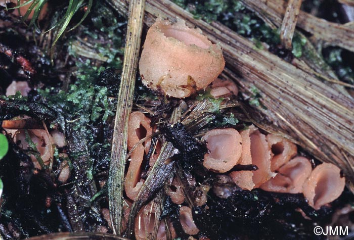 Rhodoscypha ovilla = Leucoscypha rhodoleuca