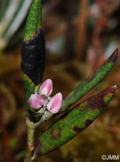 Rhytisma andromedae